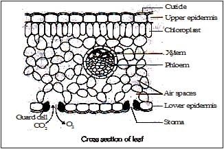Life Processes Class 10 Notes Science Chapter 5